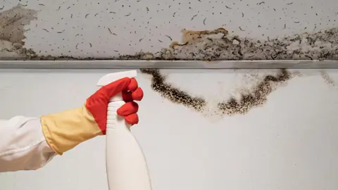 Dark mold growth along the top of a wall at the ceiling line with a gloved hand holding a spray bottle