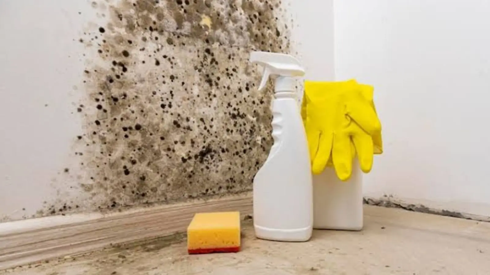 Spray bottle, sponge and gloves beside black mold on a wall above the baseboard