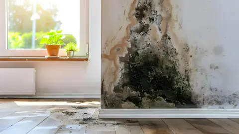 Mold growing in the corner of a room under a window above the baseboard