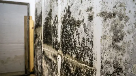 Dense black mold across a basement wall beside a wooden stud